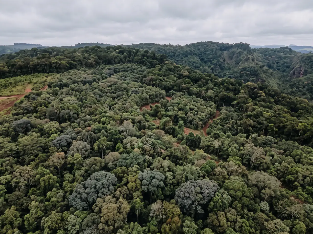 A mesma área quinze anos depois: floresta jovem e fechada, já sem as fileiras visíveis, emendada à mata antiga.