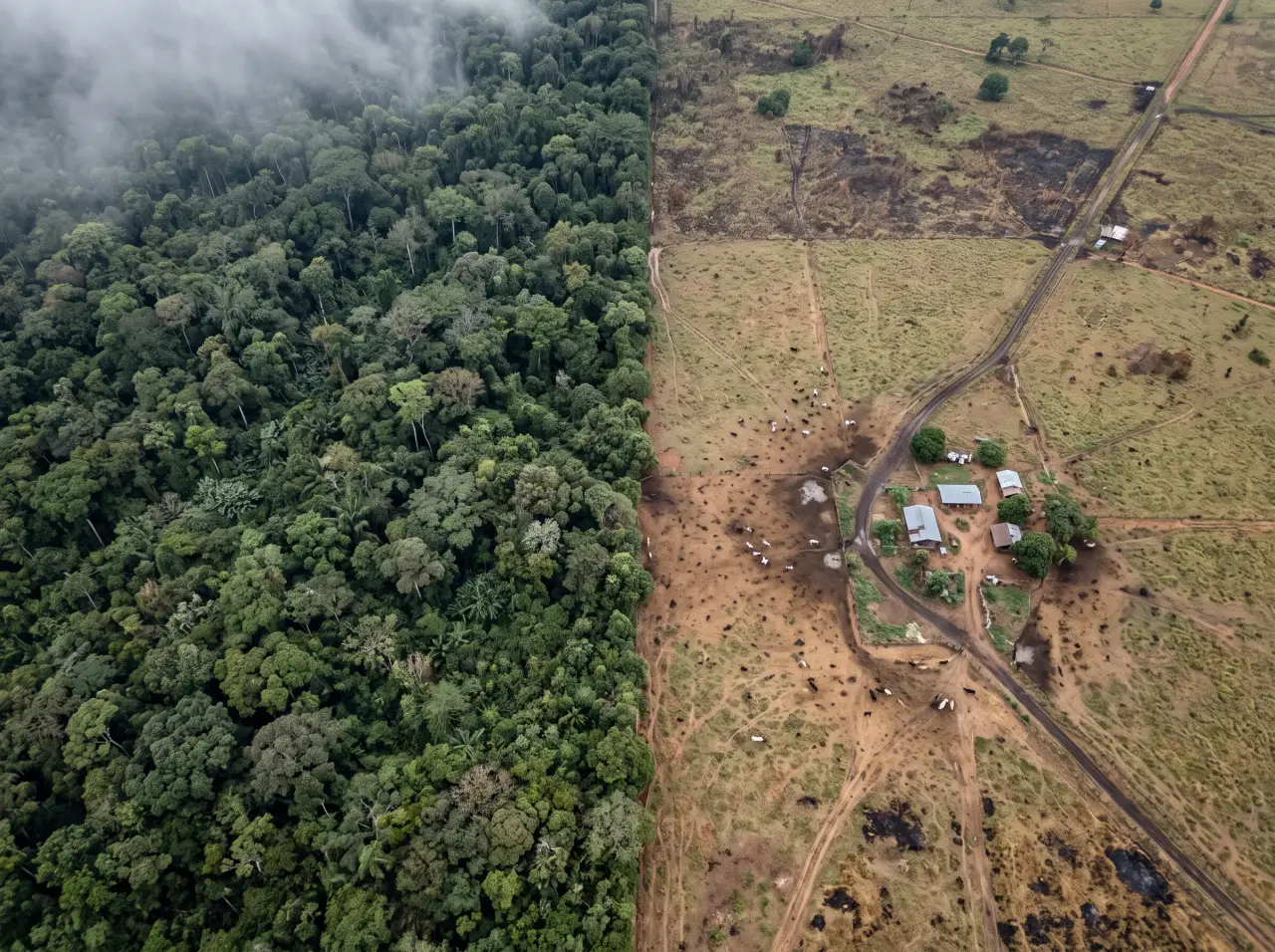Vista aérea de cima: floresta densa à esquerda e pasto desmatado à direita, separados por uma linha reta.